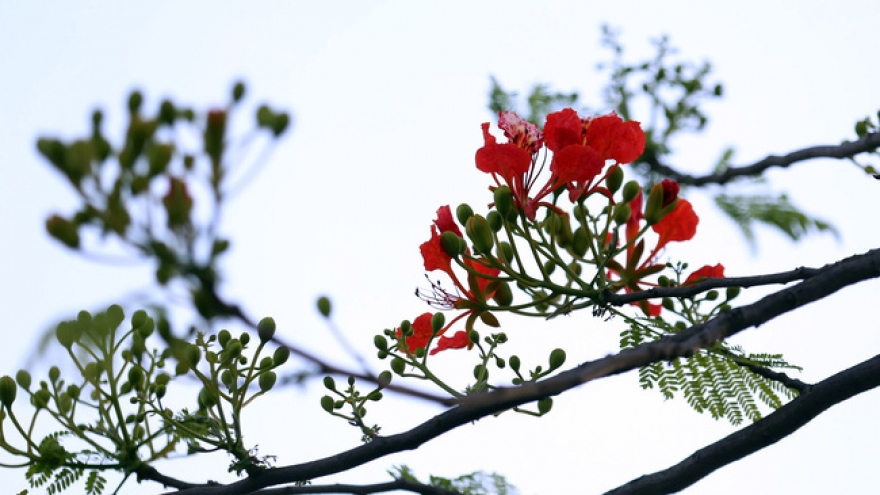 Emergence of colourful flowers in Hanoi marks arrival of summer